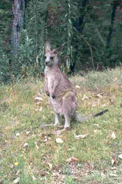 Känguru in den Blue Mountains