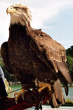 Weißkopf-Seeadler, Aqualand Audierne