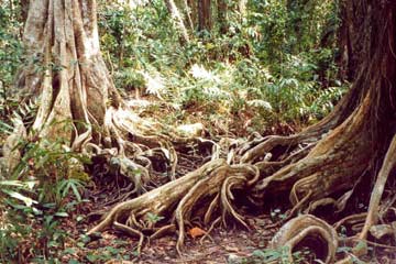 Cahuita Nationalpark