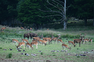 Beliebter Wildweideplatz