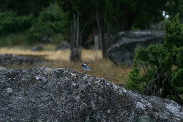 Granitfelsen