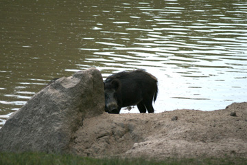 Wildschwein beim Baden