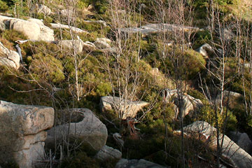 Granitfelsen, Harz