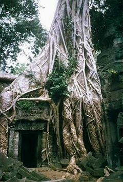 Ta Prohm