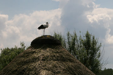 Weißstorch, Vogelpark Niendorf